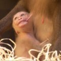 Miuncheno zoologijos sodo pažiba - beždžioniukas Pinto