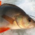 Maži masalai – didelės žuvys: kodėl kartais verta ypač „susimažinti“