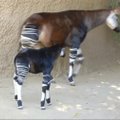 San Diego zoologijos sode lankytojams pristatytas okapijos jauniklis