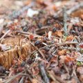 Miškininkai skruzdėlynus gins nuo šernų