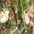 Mažoji tošinukė – nauja perinti paukščių rūšis Lietuvoje