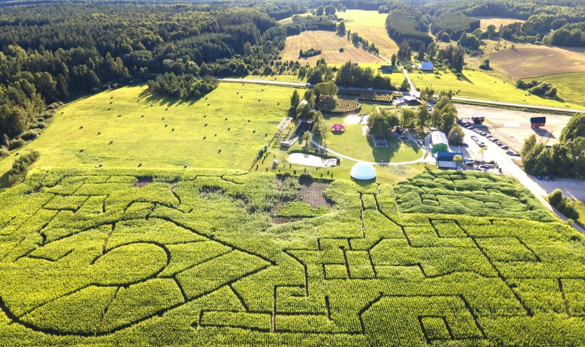 Didžiausias kukurūzų labirintas 