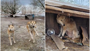 Kėdainių rajone aptiko tikrą šunų pragarą: kieme virš 50 šunų priveisęs vyras dalį jų slepia iki šiol