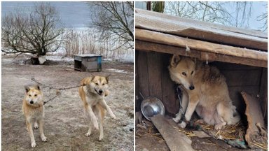 Kėdainių rajone aptiko tikrą šunų pragarą: kieme virš 50 šunų priveisęs vyras dalį jų slepia iki šiol