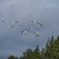 Mįslė ornitologams – dingo pusė per Lietuvą migruojančių paukščių