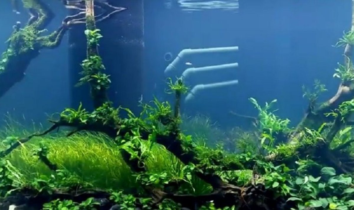 Kuria didžiausią pasaulyje natūralios augmenijos akvariumą