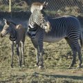 JAV zoologijos sode – zebro jauniklio debiutas
