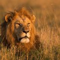 Kilo skandalas: turtingas gydytojas nušovė žmonių mylimą liūtą