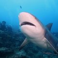 Vakarų Australijoje ilgesni nei 3 metrų rykliai bus šaudomi