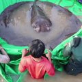 Kambodžos šiaurėje aptikta didžiausia pasaulyje „gėlavandenė žuvis“: sveria tiek, kad sunku ir patikėti
