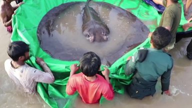 Kambodžos šiaurėje aptikta didžiausia pasaulyje „gėlavandenė žuvis“: sveria tiek, kad sunku ir patikėti