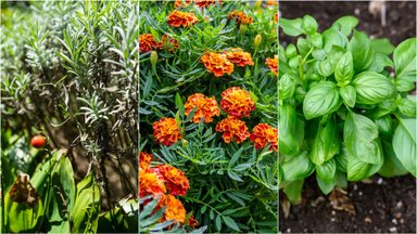 7 augalai, kurie išvaikys visus kenkėjus: pasodinkite juos šalia kitų augalų