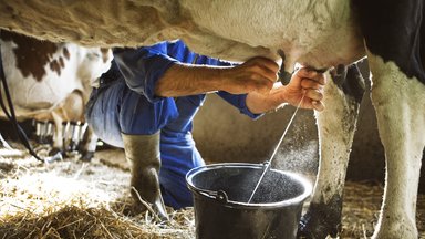 Smūgis žemiau juostos: Lietuva – nebe Baltijos šalių pienininkystės lyderė