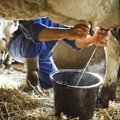 Panevėžio rajone per metus veiklą sustabdė 34 pienininkystės ūkiai