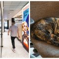Biuras, kuriame gyvena katinas, rengiamos PMP dienos ir galima visą dieną pramogauti