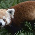 Iš zoologijos sodo pabėgusi mažoji  panda vaikščiojo po Vašingtoną