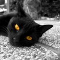 Juodos katės baimė, arba prietarų virusas
