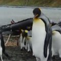 Komiškas vaizdelis: kaip pingvinus sunervino ištempta valties virvė