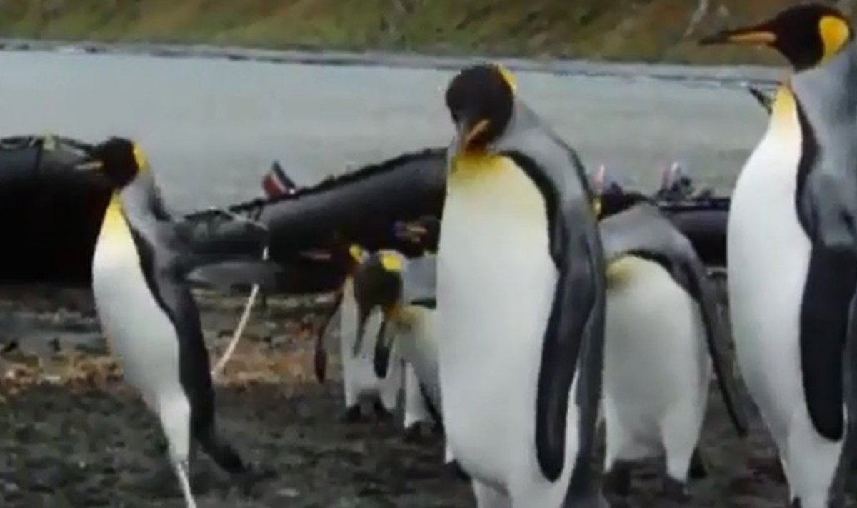 Imperatoriškieji pingvinai susidūrė su problema - kaip įveikti virvę?