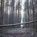 Šiaulietis pasakojo patyręs tikrą košmarą: išvežė į mišką ir ten talžė