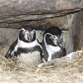 Pingvinų populiaciją zoologijos sode gelbėja susiporavę patinai