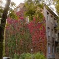 Šįmet Vilnius bus gražesnis: mieste drieksis dar daugiau vijoklių