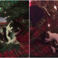 Tikras Kalėdų stebuklas: katė po eglute atsivedė kačiukus