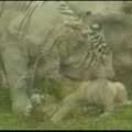 Limos zoologijos sode - baltųjų tigrų trynukai
