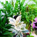 Žalumos oazė namuose: kokie kambariniai augalai geriausiai valo orą?