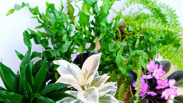 Žalumos oazė namuose: kokie kambariniai augalai geriausiai valo orą?