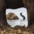 Indijoje išgelbėtas šulinyje įstrigęs drambliukas