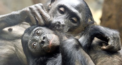 Šimpanzės santykinai savarankiškomis tampa labai anksti - vos kelių mėnesių