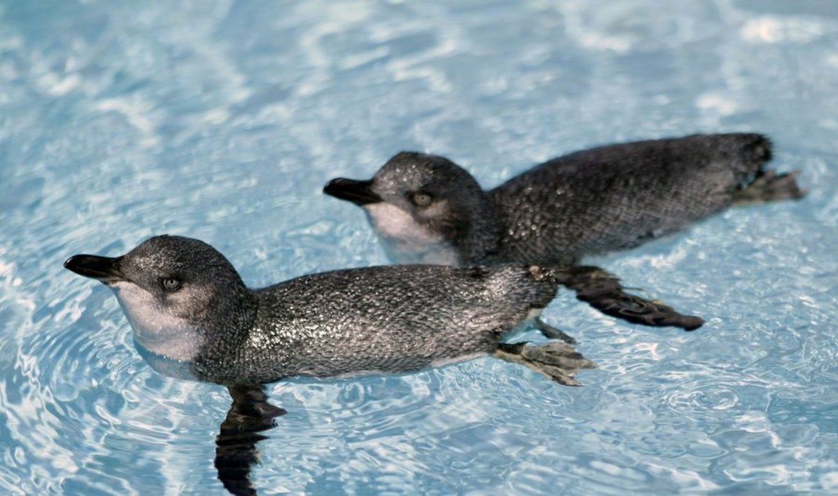 Mažieji mėlynieji pingvinai buvo išgelbėti iš teritorijos, kur išsiliejo nafta