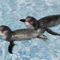 Iš naftos ištraukti pingvinai vėl mėgaujasi laisve