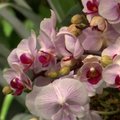 Niujorko betono džiunglėse pražydo ryškiaspalvės orchidėjos