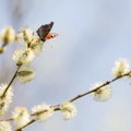 Pavasario ženklai šią žiemą nepaliauja stebinti: drugių aktyvumo sezonui nėra galo