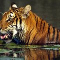 Džiugios naujienos iš gyvūnijos pasaulio - daugėja tigrų