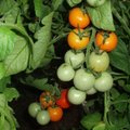 Kiek vitamino C turi Lietuvoje auginami pomidorai?