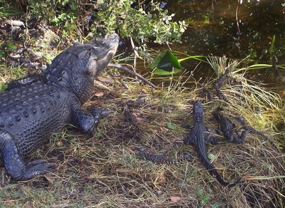 Aligatorius su savo jaunikliais (CC-SA/  Catholic85 nuotr.)