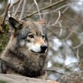 V. Ribikauskas: vilkų apskaitoje klaustukų vis vien lieka
