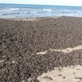 Šventosios pakrantę gausiai nuklojo dumbliai: ekologas sako, kad jų drastiškai daugėja dėl mūsų pačių kaltės