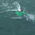 Meksikoje iš nelegalaus žvejybinio tinklo išvaduotas banginis