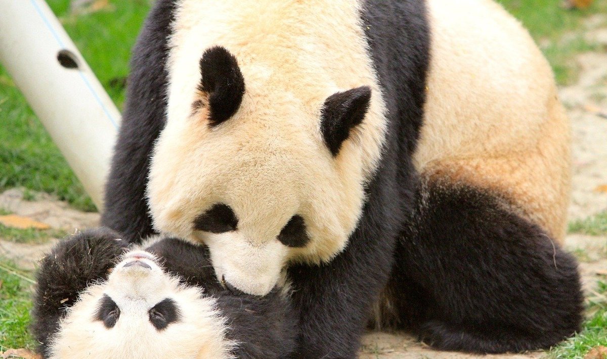 Rezervato pandos