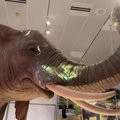 Ekspozicija supažindina su tokiais dramblių gebėjimais, kaip „girdėti“ kojomis, atsivėsinti ausimis ir virtuoziškai naudotis straubliu
