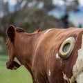 Kodėl kai kurių karvių šonuose yra ertmės?
