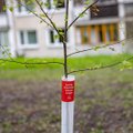 Gamta dovanoja – Vilnius saugo: sostinė siūlo savaime išdygusių medžių įteisinimo kelią