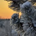 На Рождество в Литву придут сильные морозы