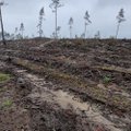 STOP Lietuvos miškų kirtimui plynai – paskelbė peticiją, kuria siekia išsaugoti vieną didžiausių gamtos vertybių