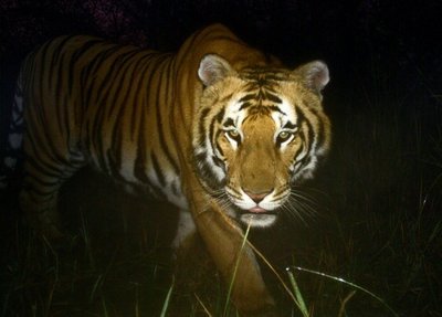 Bengališkas tigras Nepale (Nacionalinių parkų ir laukinės gyvūnijos apsaugos departamento nuotr.) 