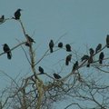 Gamtininko D. Liekio videoblogas: varninių paukščių kasdienybė ir mitologija